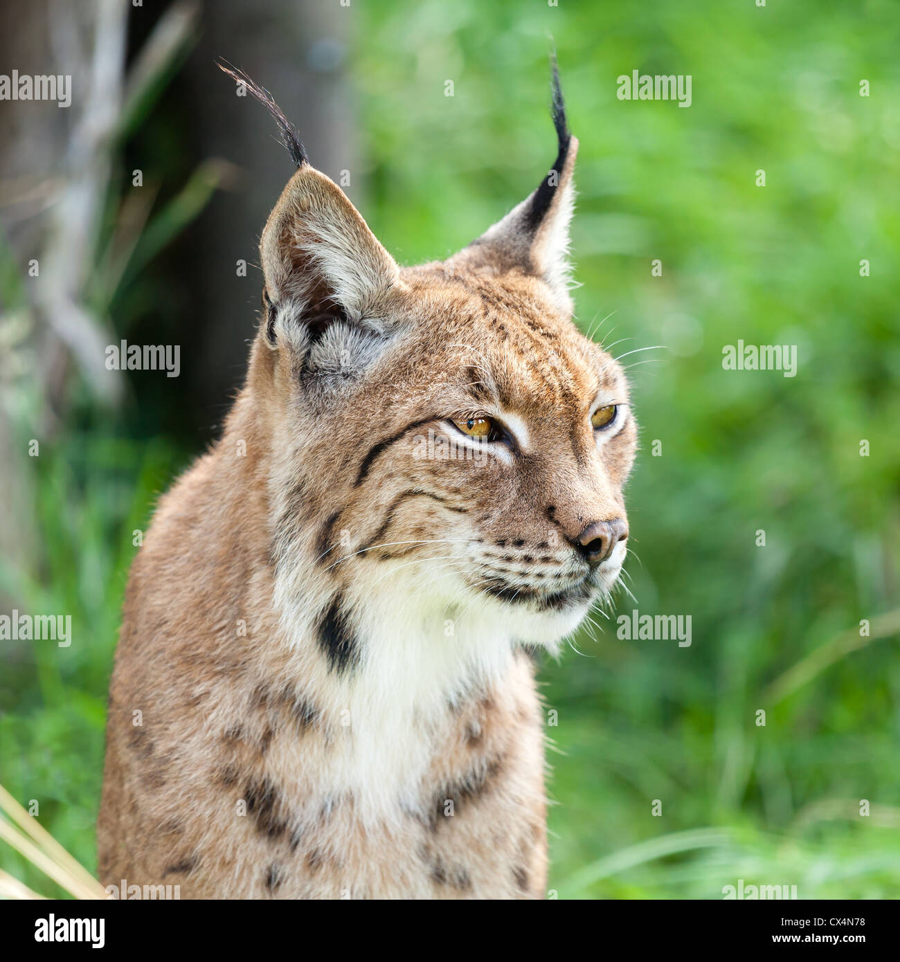 Kopf geschossen Porträt des Eurasischen Luchs gegen grün Stockfoto