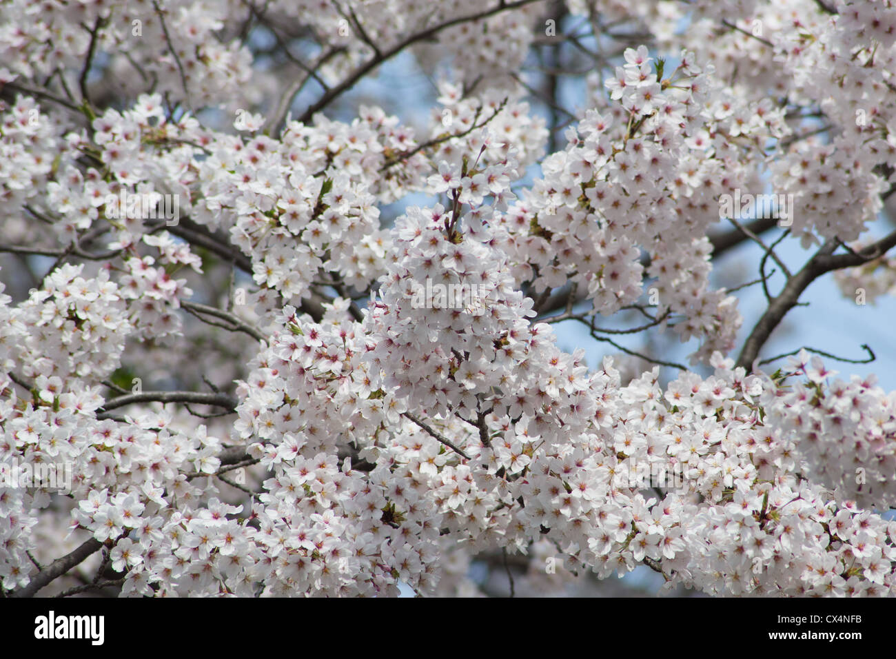 Cherry Blossom Blumen in voller Blüte in Jinhae, Südkorea Stockfoto