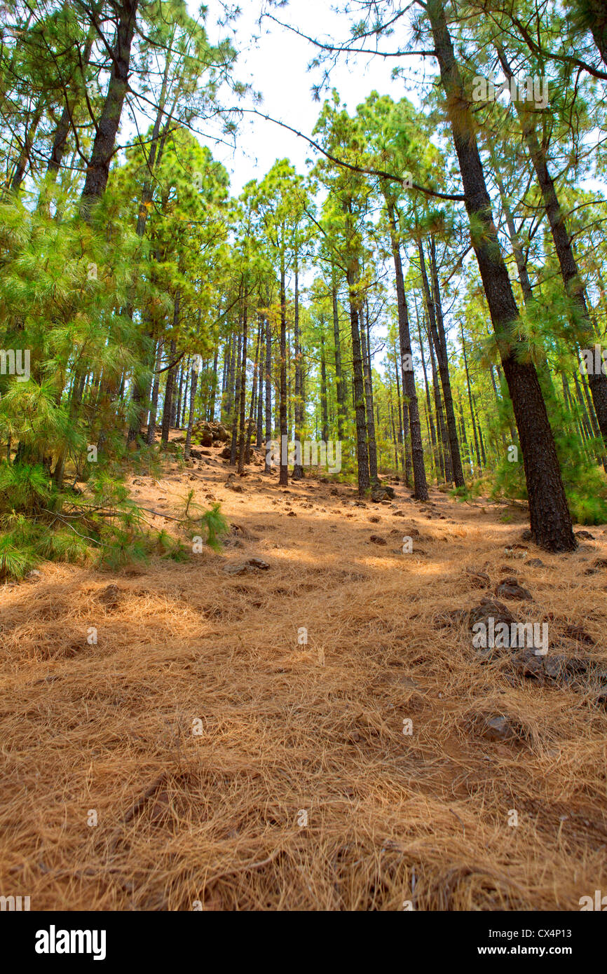 Arafo Corona Forestal im Teide Nationalpark auf Teneriffa mit kanarischen Kiefern Stockfoto