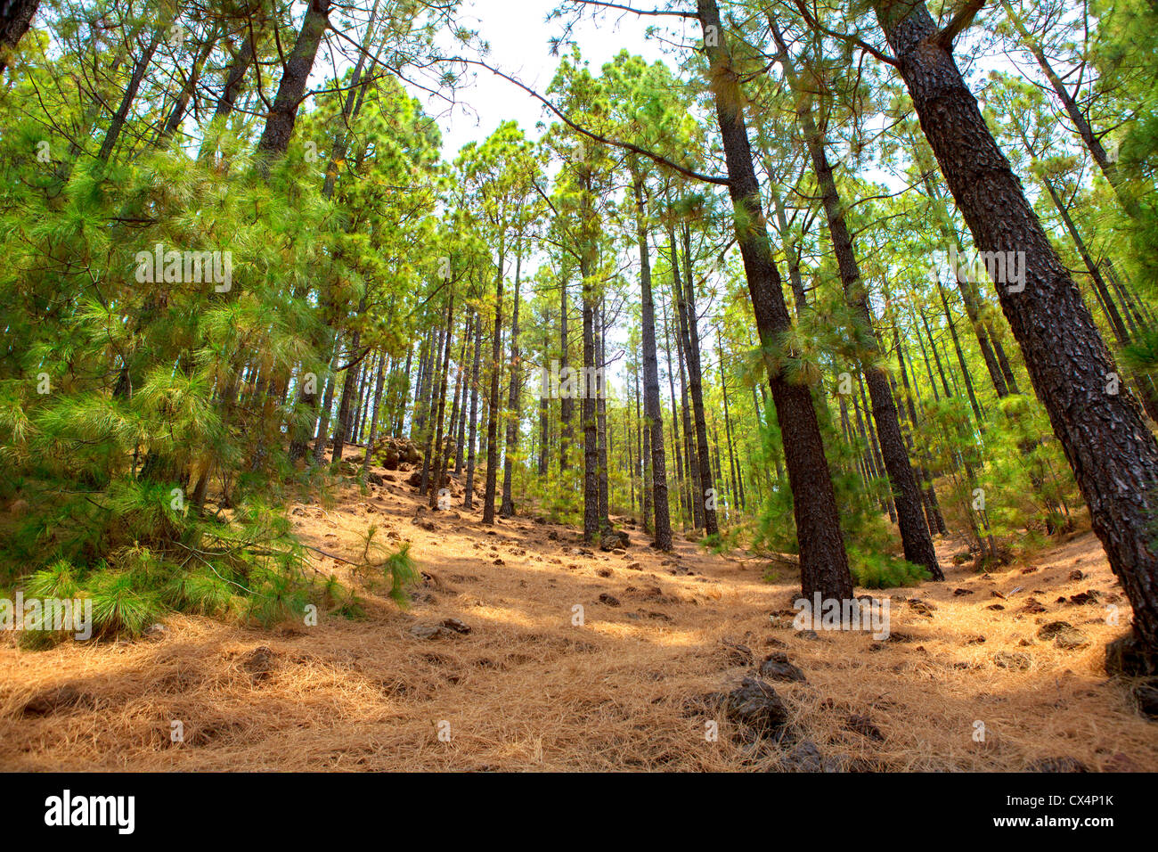 Arafo Corona Forestal im Teide Nationalpark auf Teneriffa mit kanarischen Kiefern Stockfoto