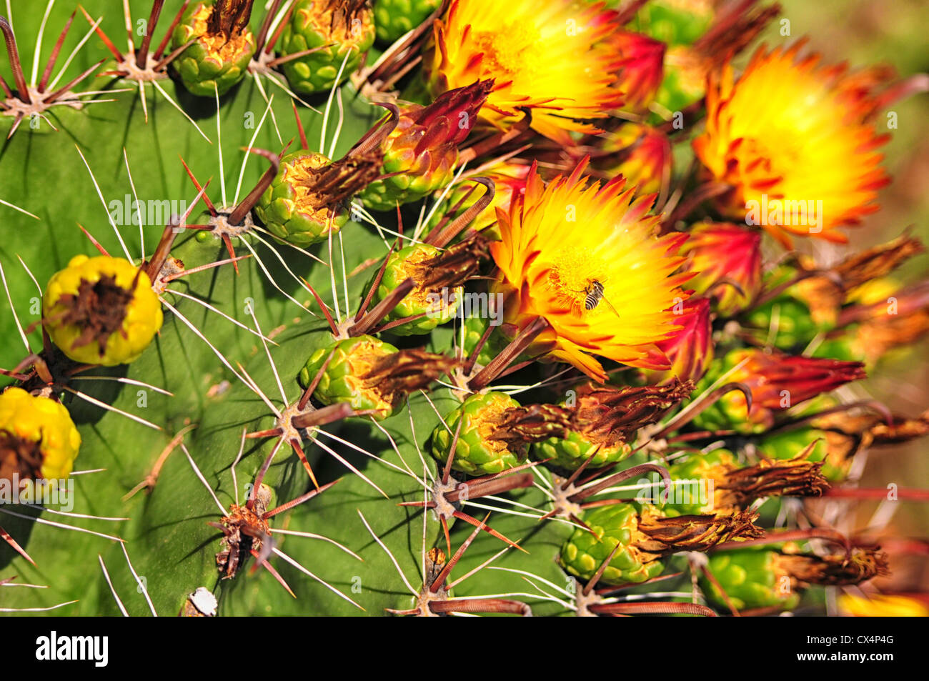 Lebendige Blüte ein Arizona Barrel Kaktus mit einer Biene in der Blüte Stockfoto