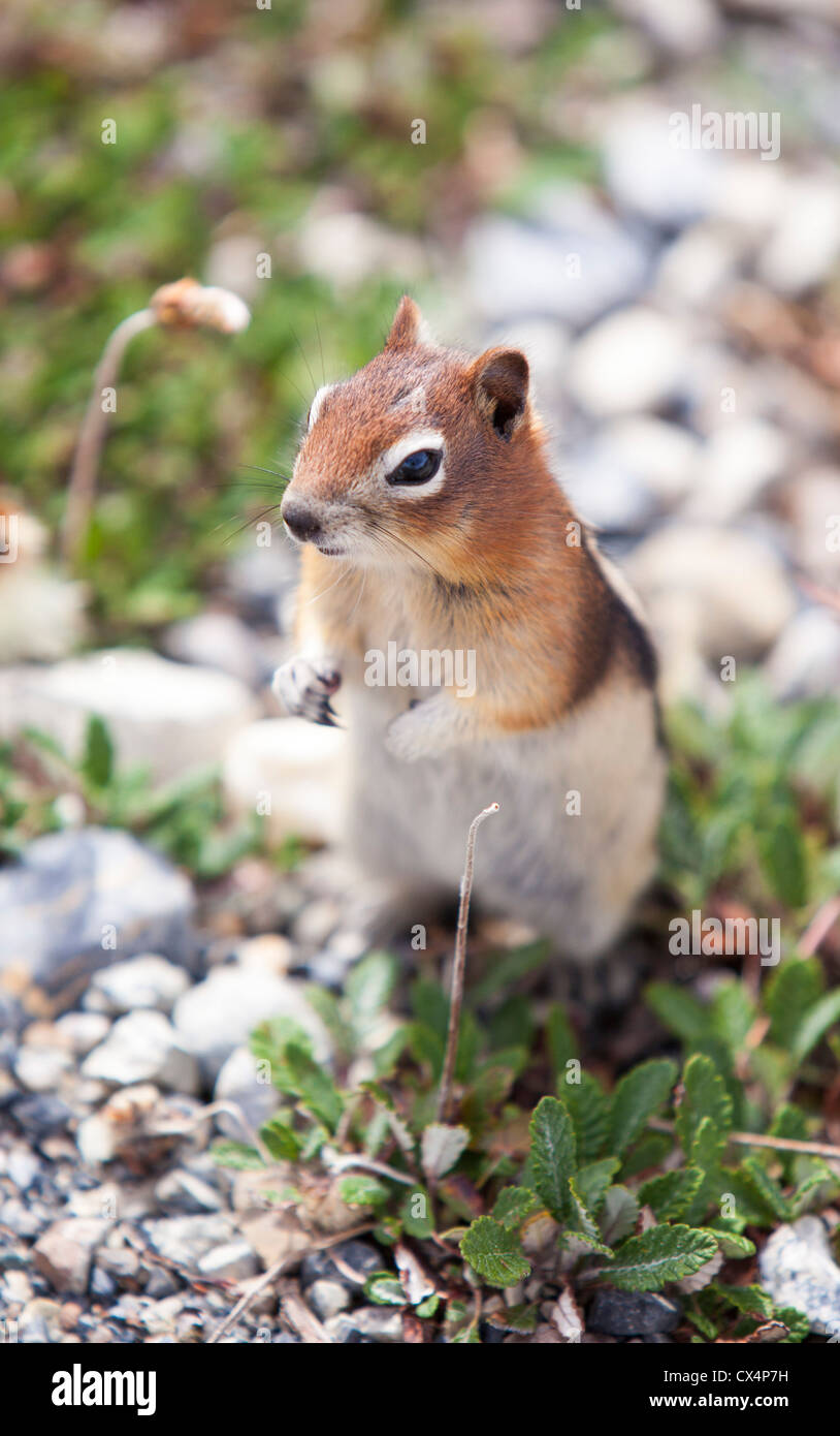 Ein Streifenhörnchen in den kanadischen Rockies. Stockfoto