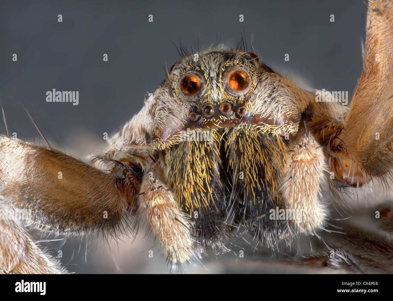 Ultra Makro-Shooting der Wolf springt Spider Stockfoto