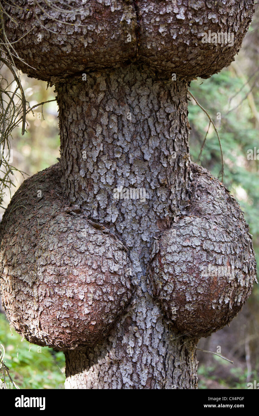 Eine seltsame Wachstum auf einem Baum in den kanadischen Rockies. Stockfoto