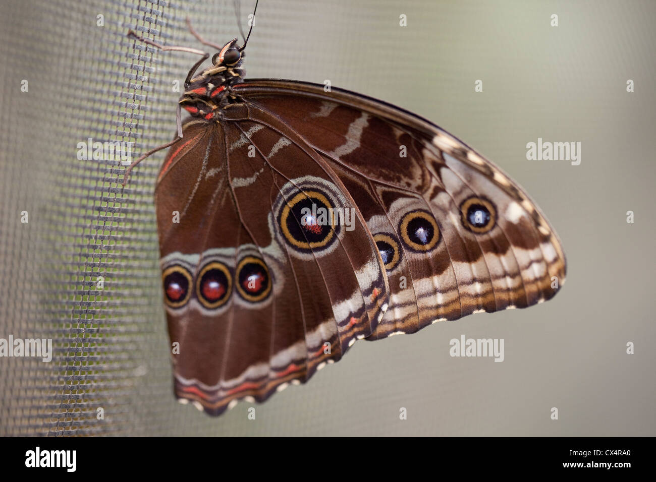 Nahaufnahme der Morpho (Morpho Helenor Marinita) Schmetterling auf einem Bildschirm in der Schmetterlingsfarm in La Guacima in der Nähe von San Jose, Costa Rica. Stockfoto