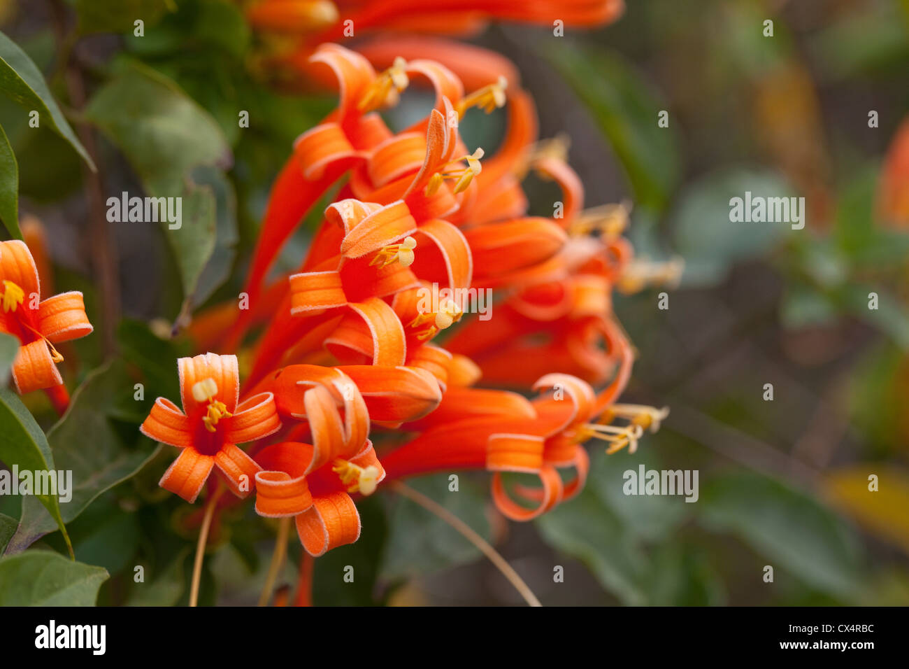 Nahaufnahme der Blüten der Flamme Ranke (Pyrostegia Venusta) ähnlich gewellt Bänder im Garten in San Jose, Costa Rica. Stockfoto