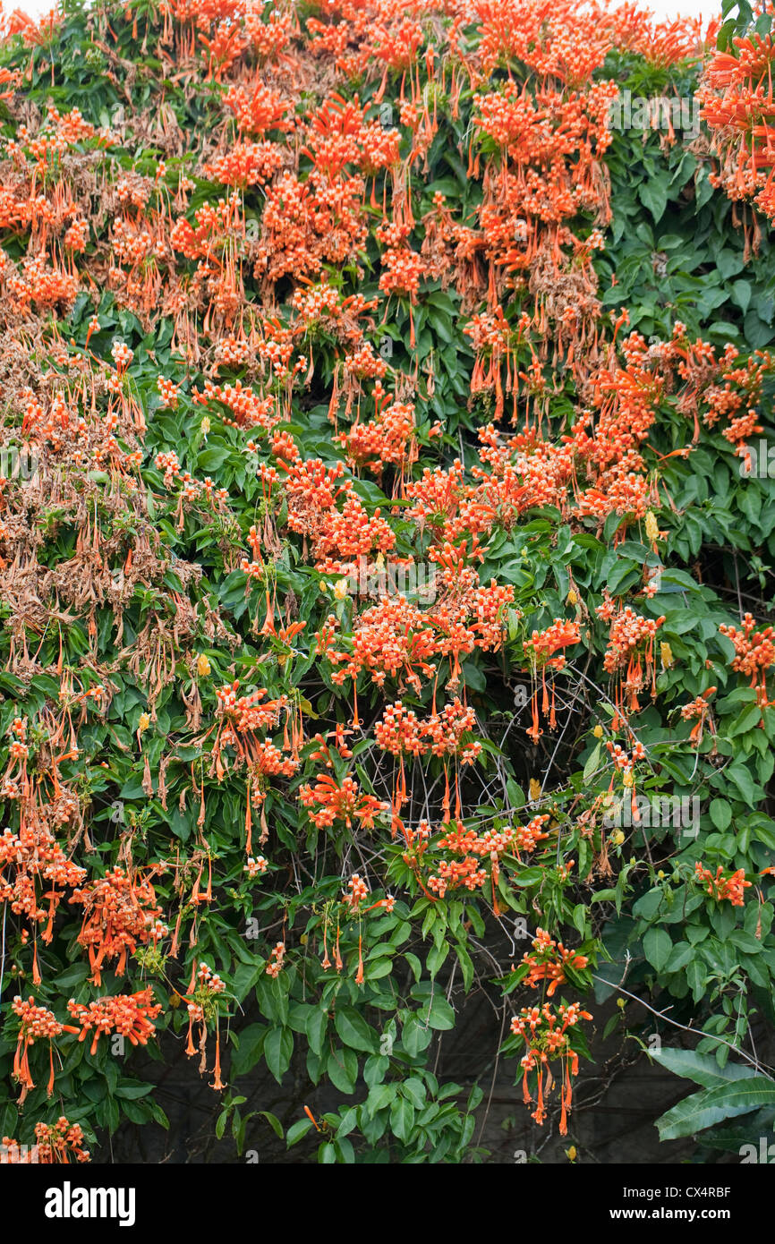 Blumen von der Flamme Ranke (Pyrostegia Venusta) ähnlich gewellt Bänder im Garten in San Jose, Costa Rica. Stockfoto
