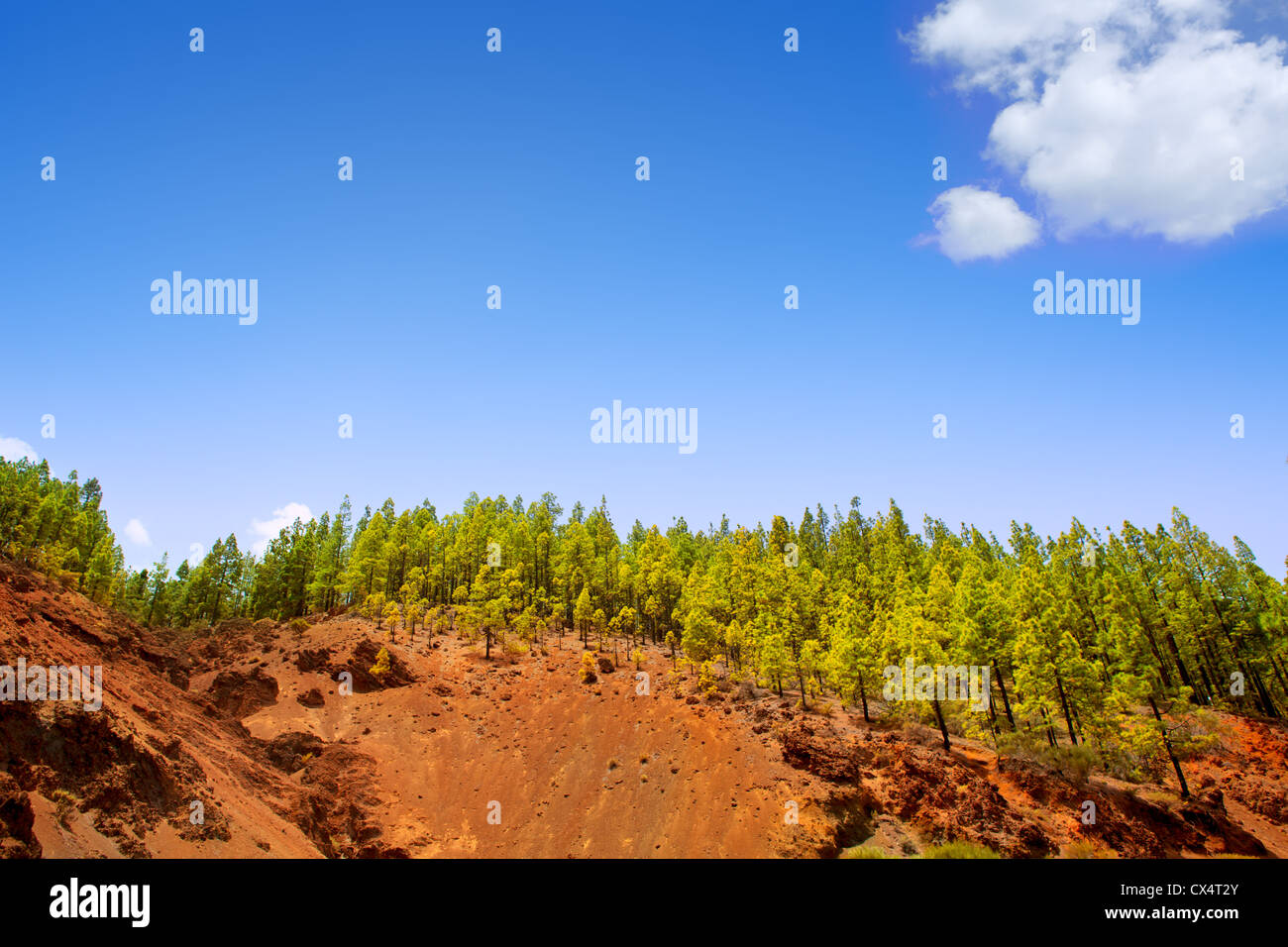 Corona Forestal im Teide Nationalpark auf Teneriffa mit kanarischen Kiefern Stockfoto
