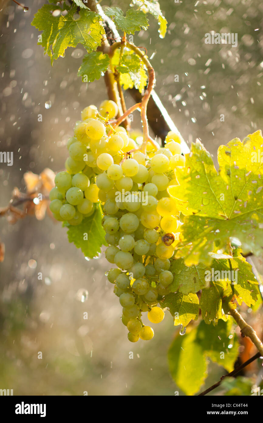 Bewässerung Trauben künstlichem Regen im Sommer Stockfoto