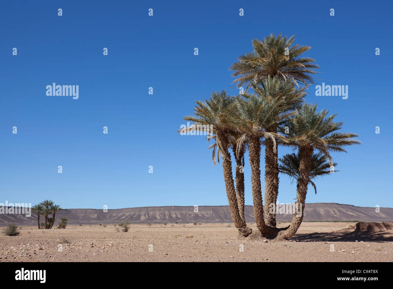 Gruppe von Dattelpalmen in der Wüste Sahara, Marokko. Stockfoto
