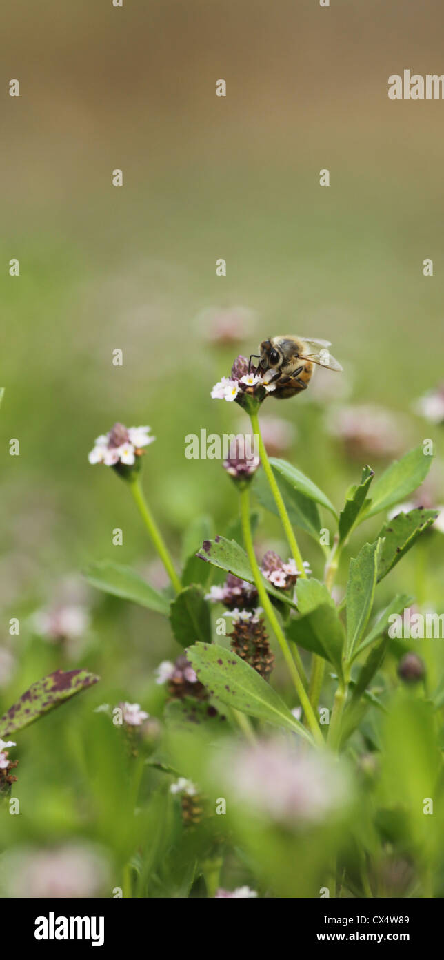 Verbreitungsgebiet des Tierreichs (Frosch Frucht, Sägezahn Fogfruit, Türkei Gewirr) fotografiert in Israel im August Stockfoto