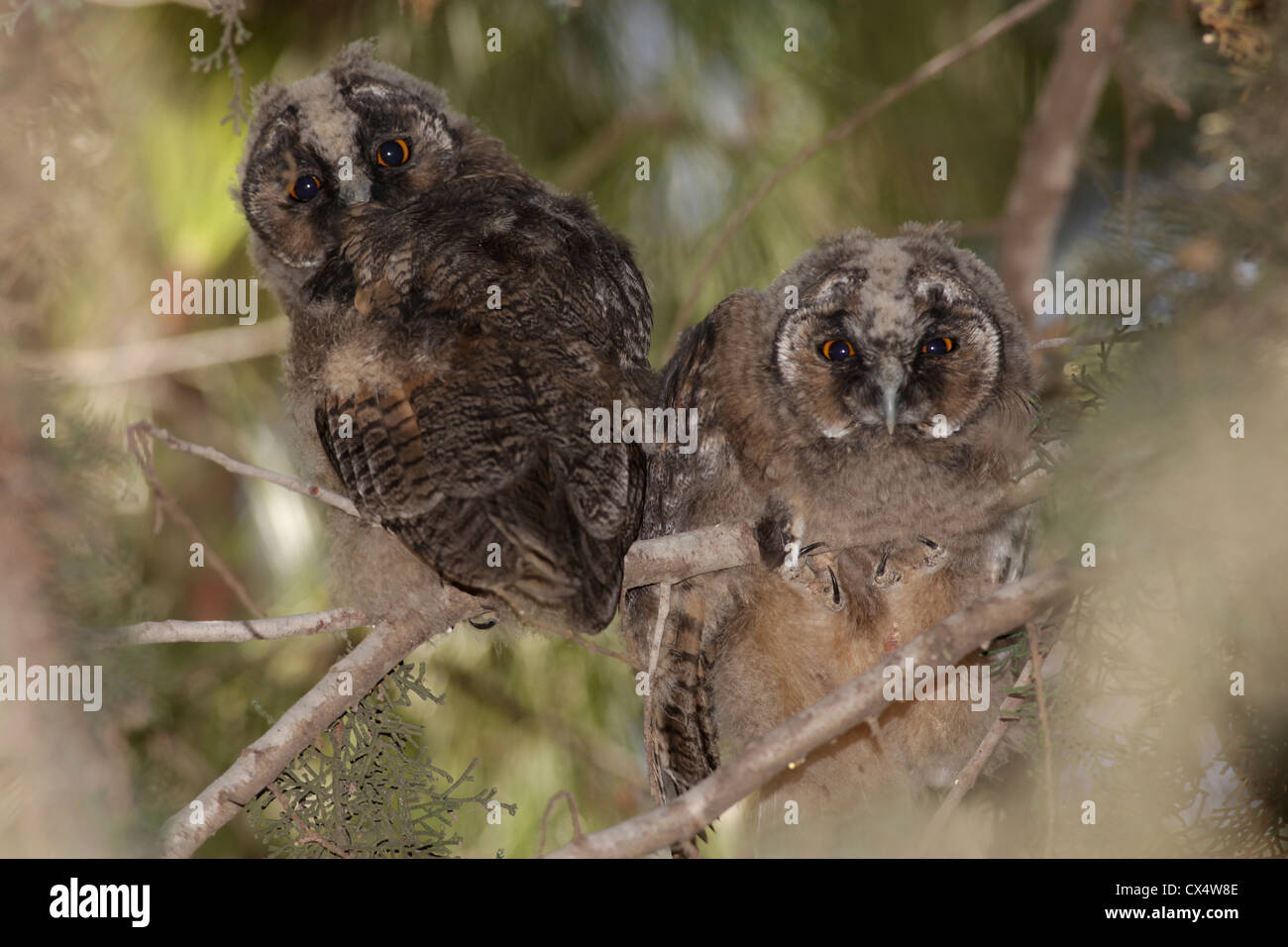 Juvenile Waldohreule (Asio Otus) im Baum. Stockfoto