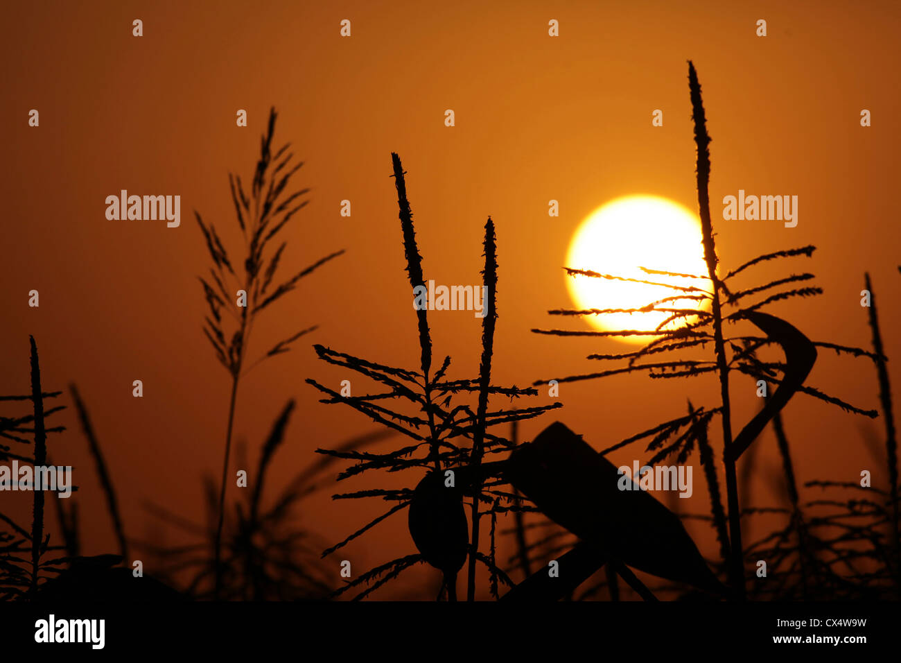 Maisfeld bei Sonnenuntergang Stockfoto