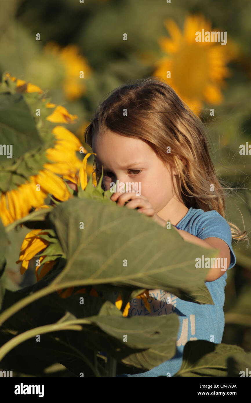 Junges Mädchen in einem Sonnenblumenfeld Stockfoto