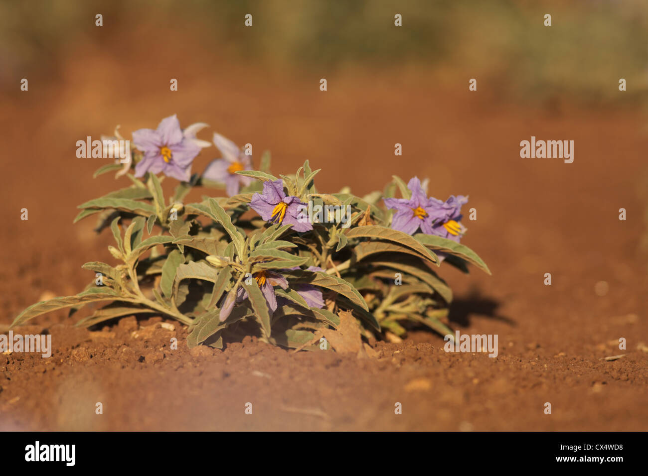 Silverleaf Nachtschattengewächse auch Silber-leaved Nachtschatten (Solanum Elaeagnifolium) Stockfoto