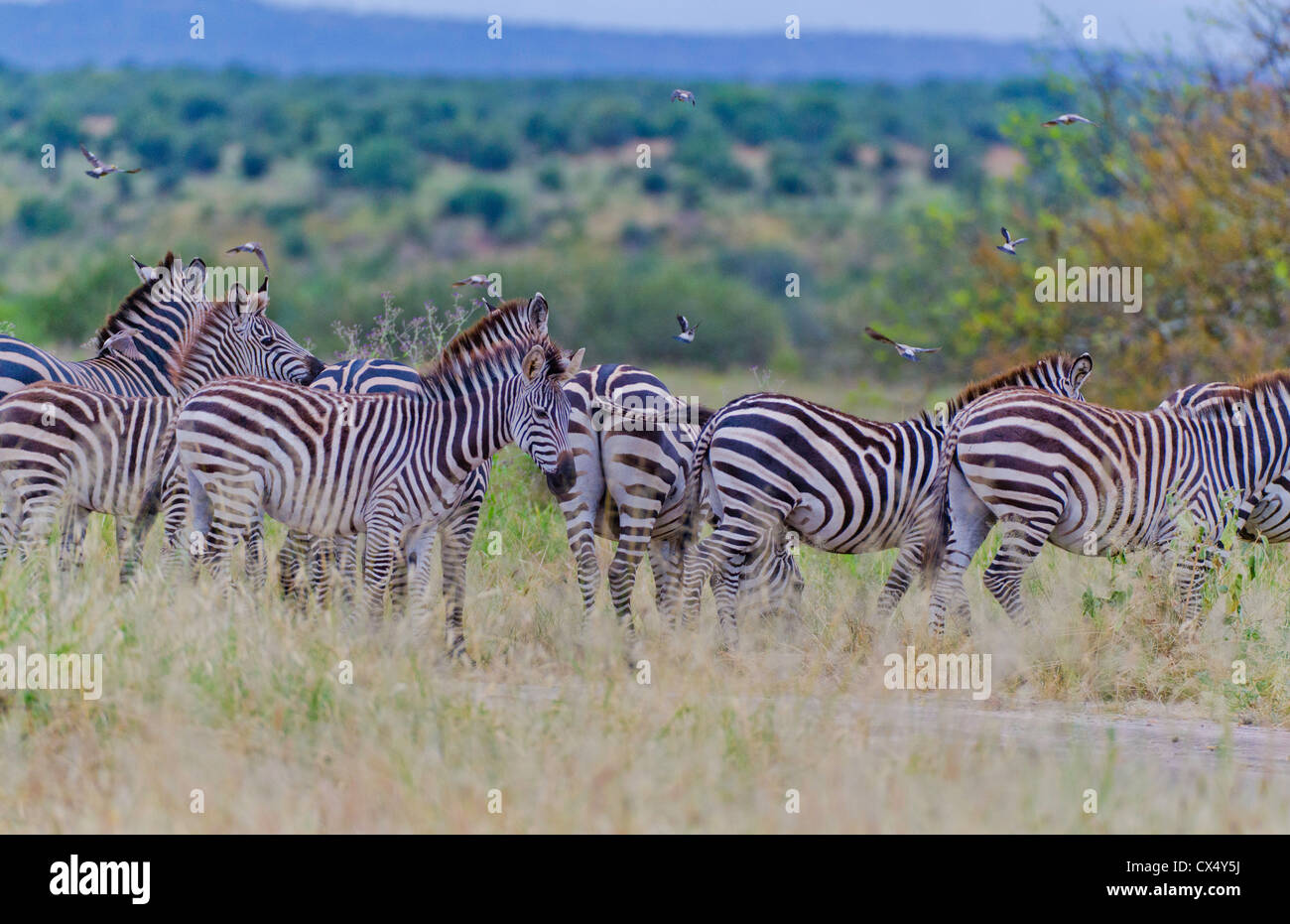 Amboseli Nationalpark Kenia Afrika Safari Zebra wild Reserve Amboseli Stockfoto