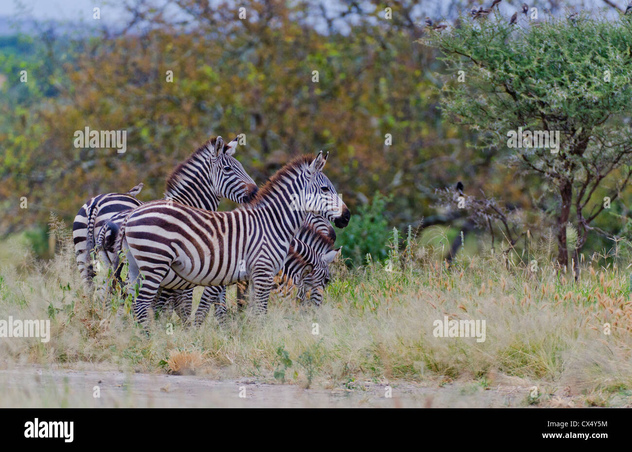 Amboseli Nationalpark Kenia Afrika Safari Zebra wild Reserve Amboseli Stockfoto