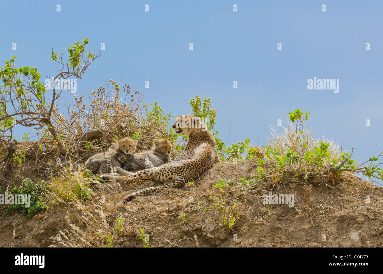 Amboseli Nationalpark Kenia Afrika Safari weibliche Geparden und jungen wilden in die Reserve Amboseli Stockfoto