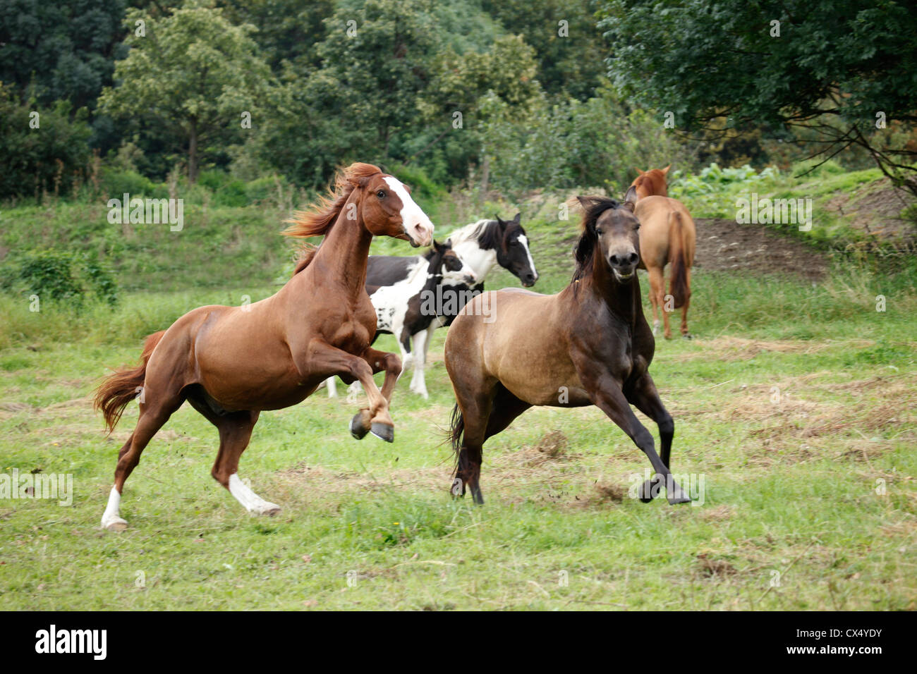 Herde von Pferden Stockfoto