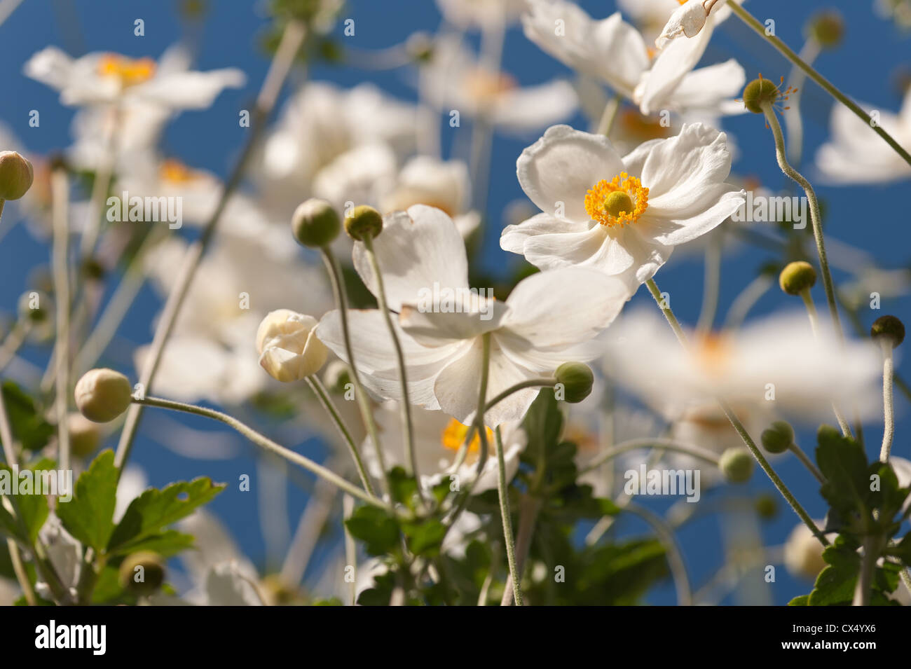 Japanische Anemone weiß Blume genannt Anemone Hupehensis gegen blauen Himmel Stockfoto