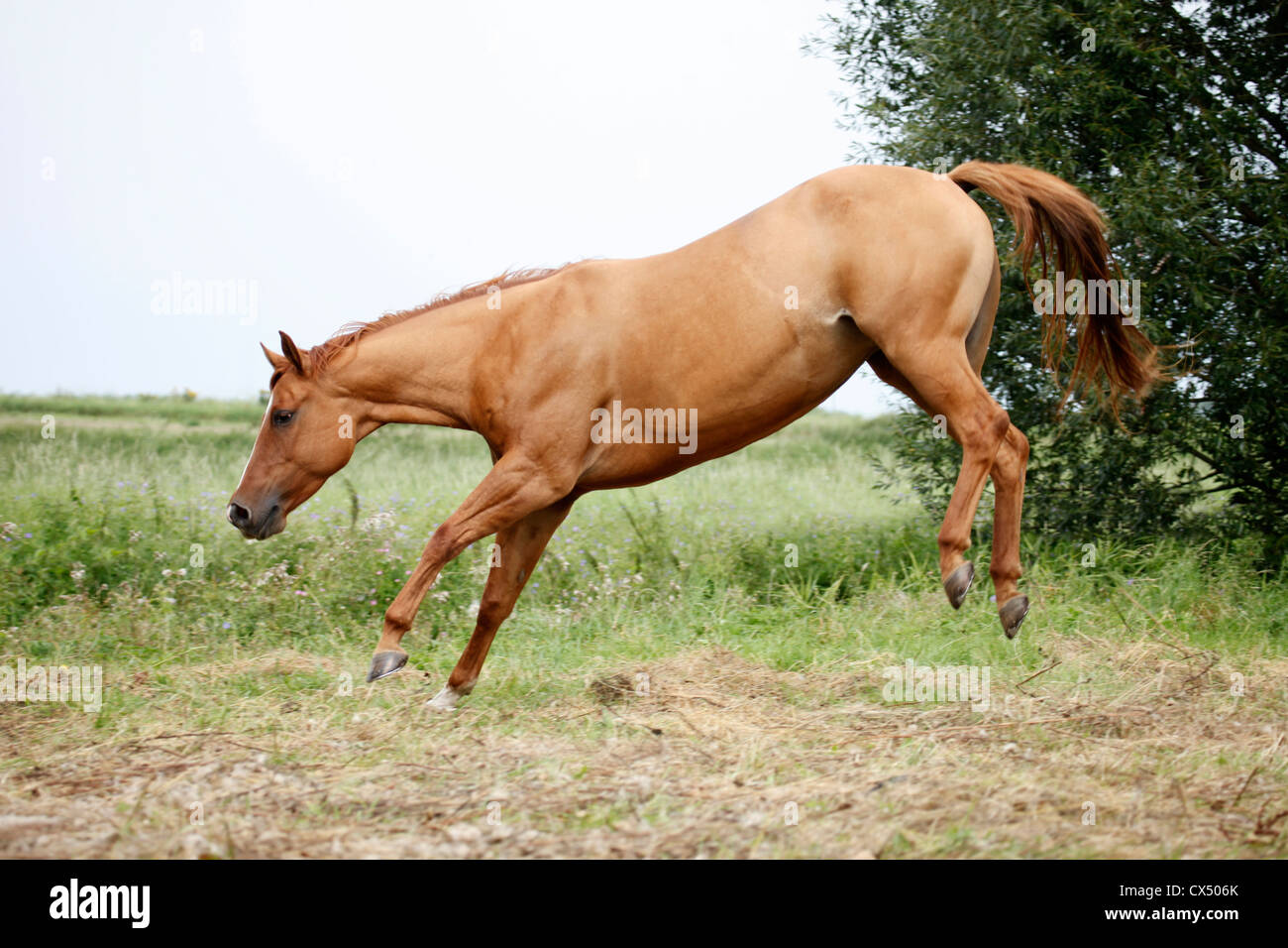 Quarter Horse Stockfoto