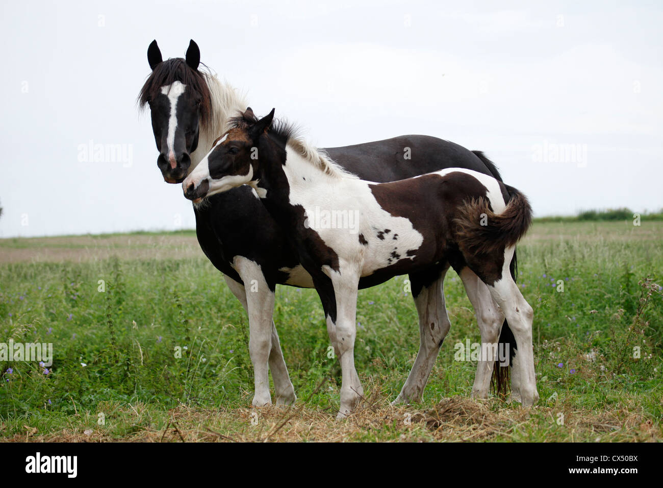 Pinto Stute mit Fohlen Stockfoto