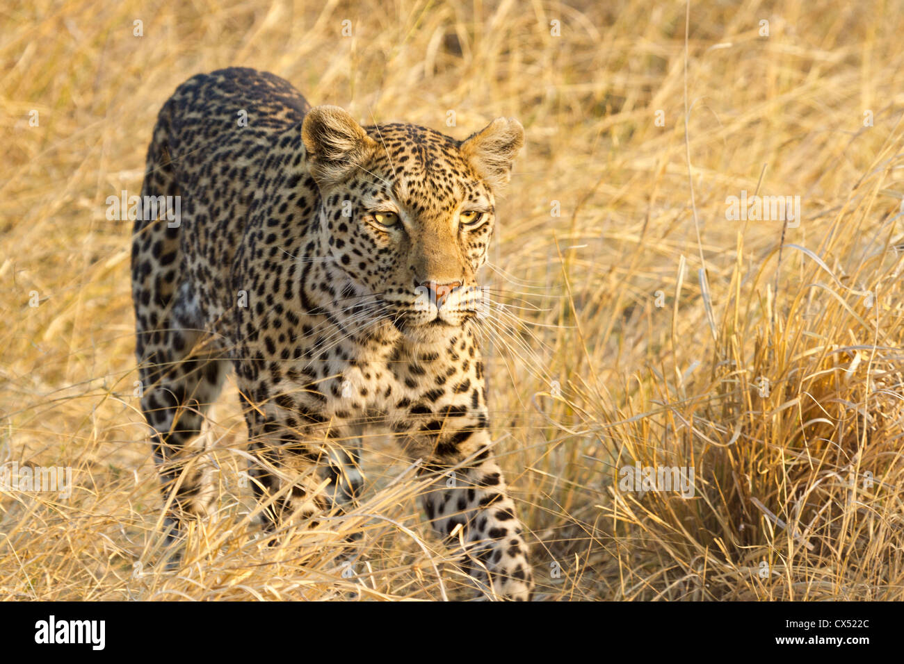 Ein Leopard (Panthera Pardus) stalking Beute durch die langen Rasen die Savuti Marsh, Chobe Nationalpark, Botswana. Stockfoto