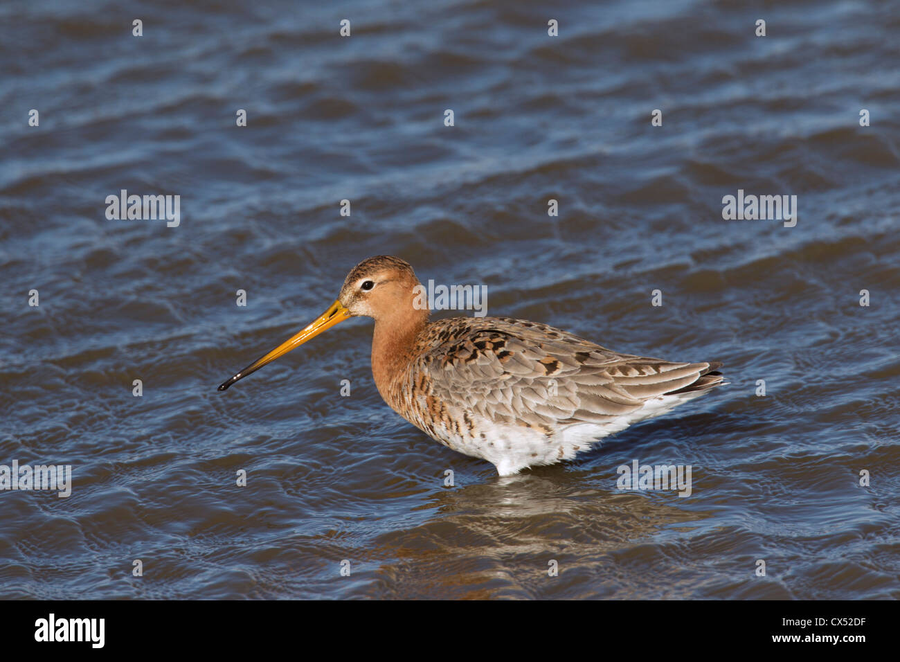 Uferschnepfe (Limosa Limosa) männlich waten im seichten Wasser Stockfoto