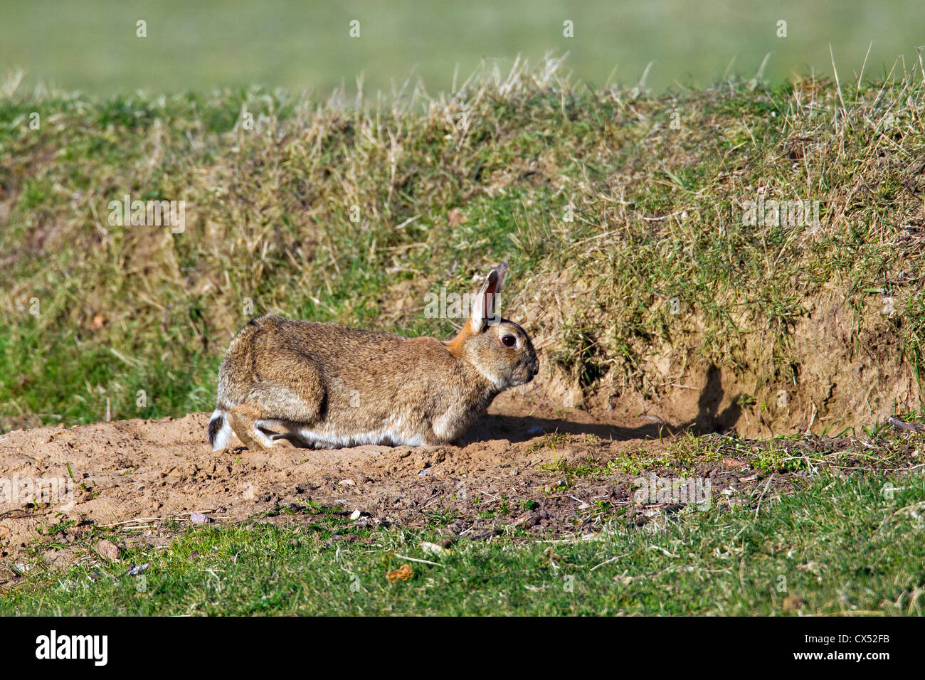 Europäische / gemeinsame Kaninchen (Oryctolagus Cuniculus) Eingabe Eingang zum Graben in Grünland Stockfoto