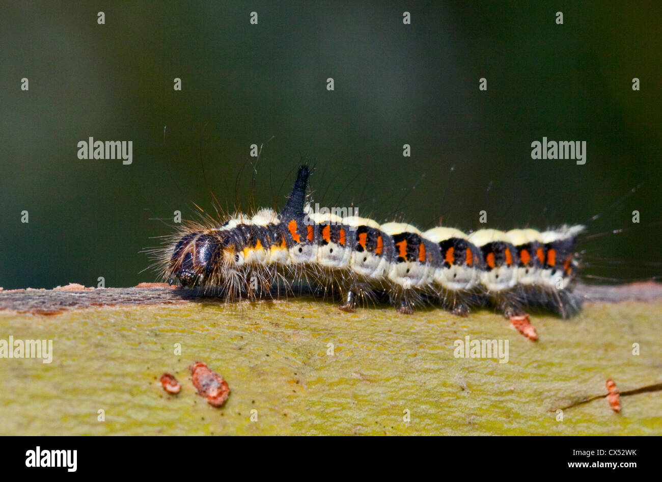 Grey Dolch Falter Raupe (Acronicta Psi) Stockfoto