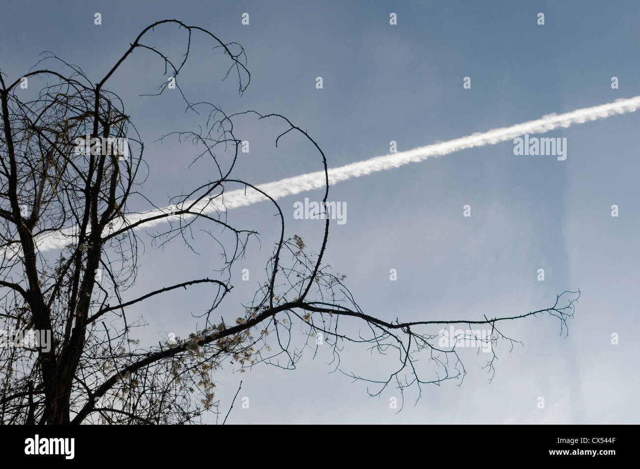 Baum und Himmel Flugzeug-Spur Stockfoto