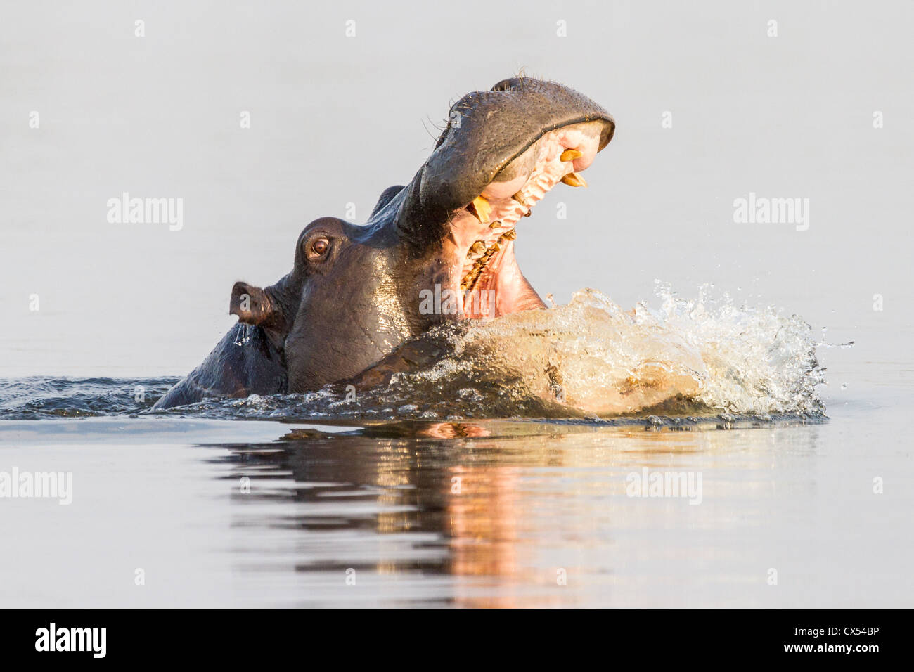 Eine männliche Nilpferd entblößt seine Zähne bedrohen andere, Okavangodelta, Botswana Stockfoto