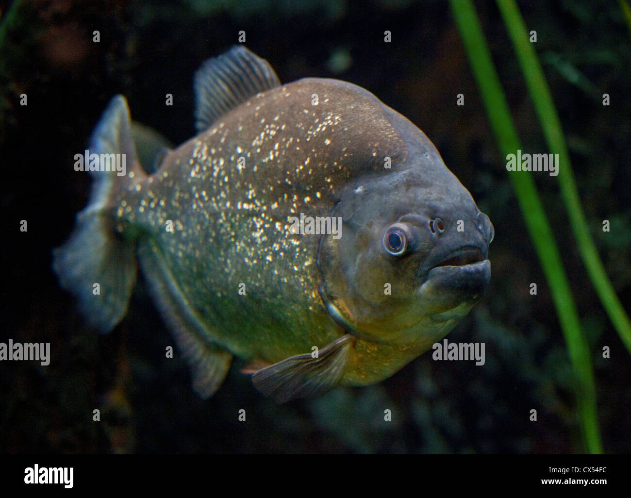 Roten Piranhas (Pygocentrus Nattereri) Stockfoto
