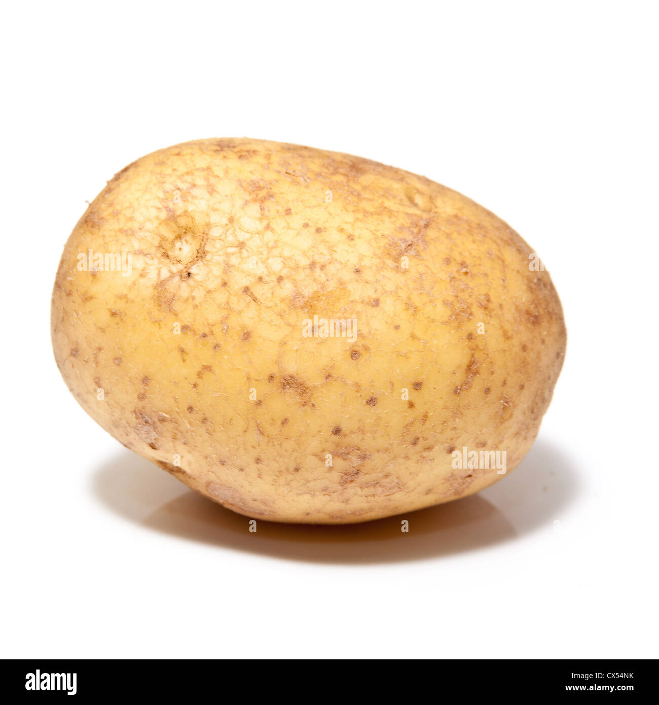 Weiße Kartoffeln isoliert auf einem Studio-Hintergrund. Stockfoto