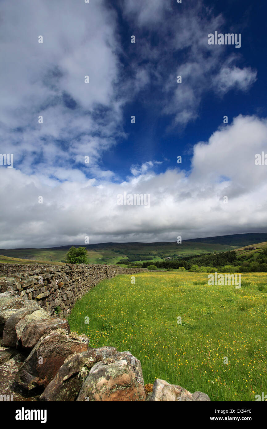 Blumenwiesen, Straton hohe Wände Moor; Swaledale; Yorkshire Dales National Park, England, Vereinigtes Königreich Stockfoto