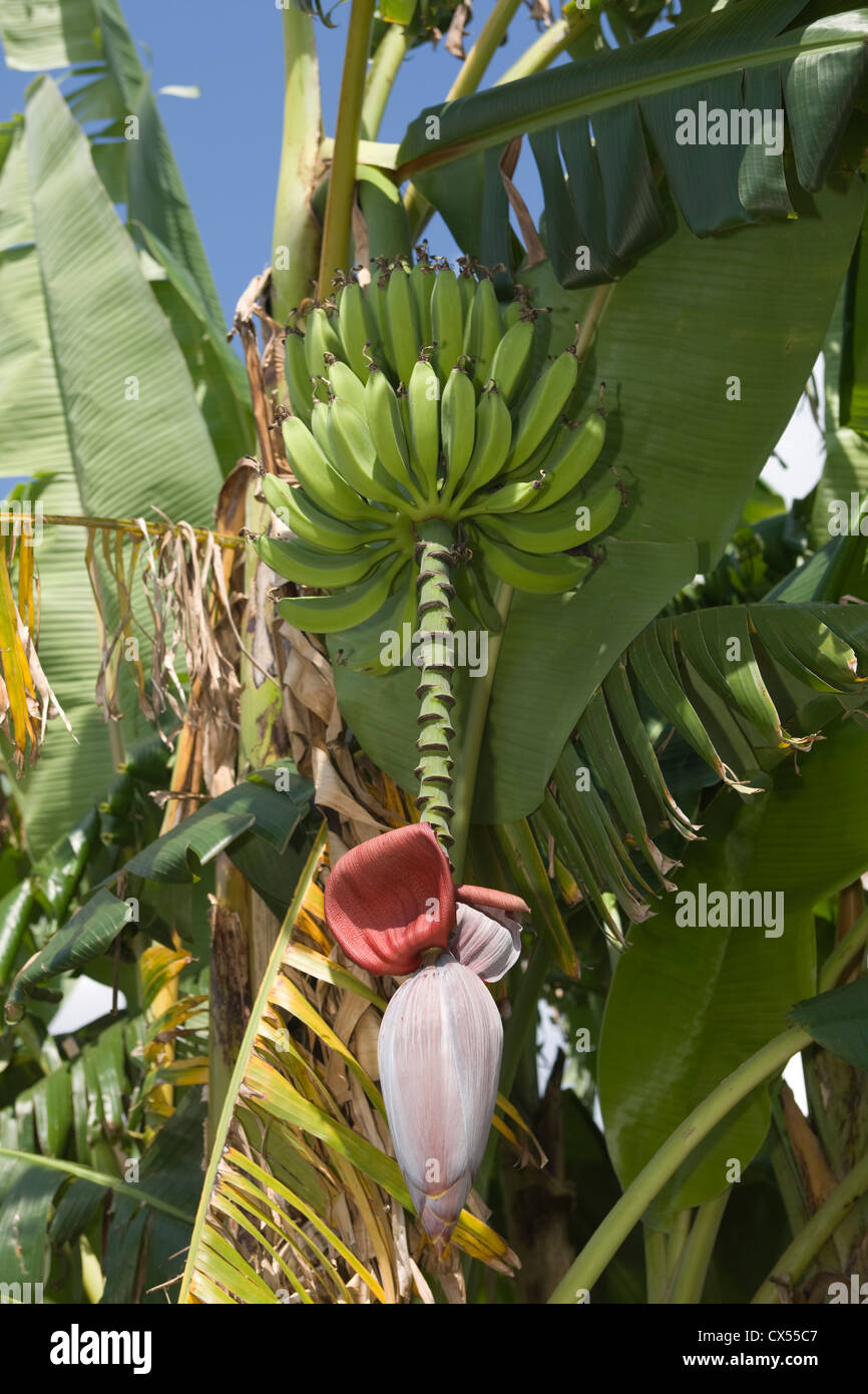 UNGEÖFFNETE BANANE BAUM BLUME BLÜTE Stockfoto