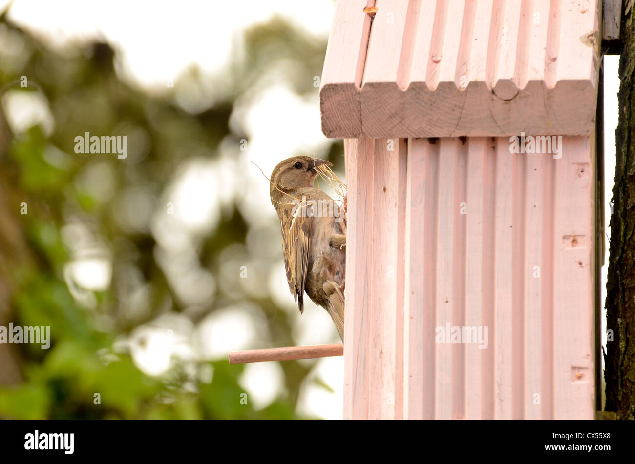 Haussperling (Passer Domesticus) erwachsenes Weibchen mit Nistmaterial, die Teilnahme an einem Nistkasten, Marloes, Pembrokeshire, Vereinigtes Königreich Stockfoto