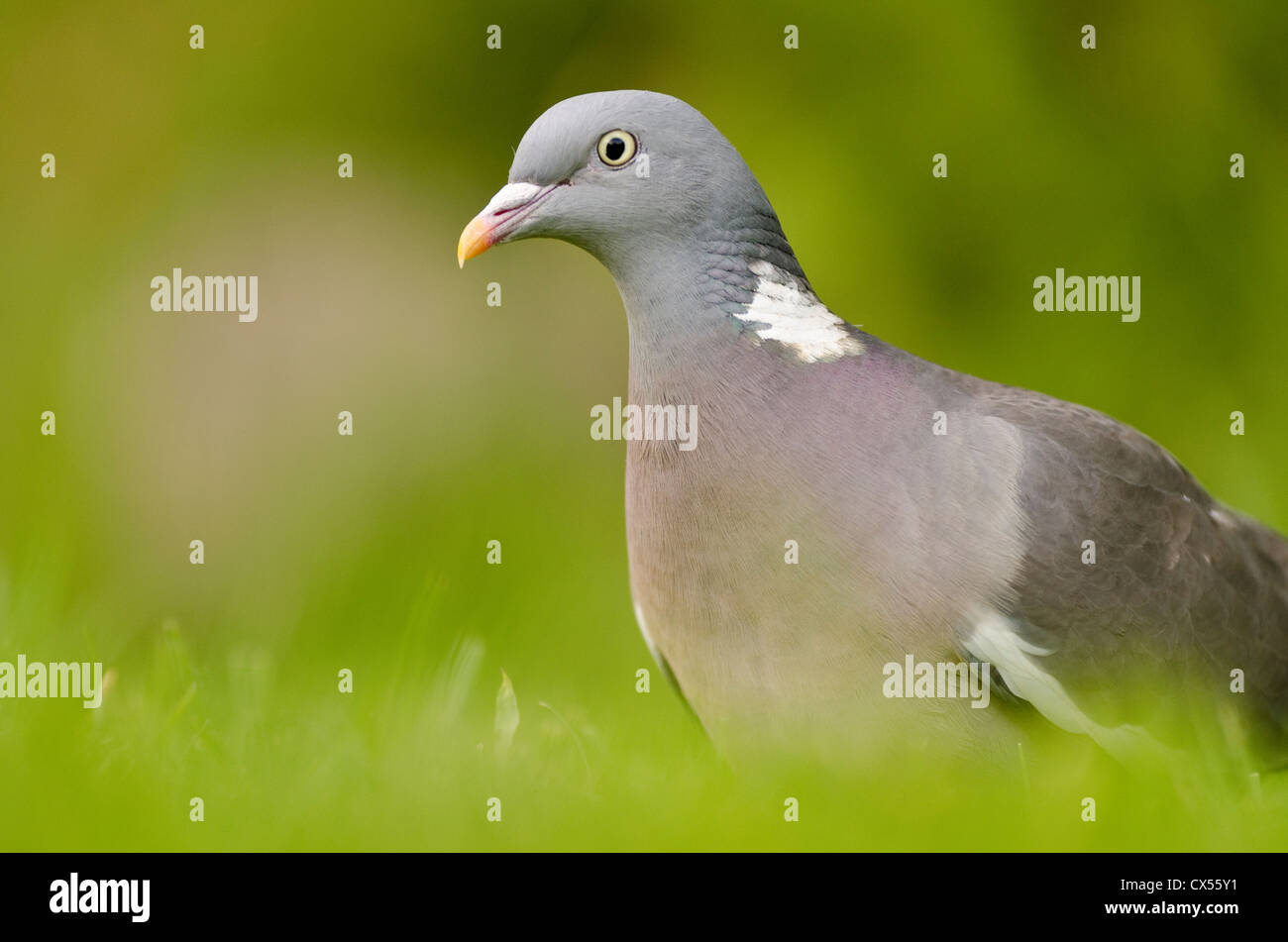 Ringeltaube (Columba Palumbus), Erwachsene, Äbte Leigh, North Somerset, Vereinigtes Königreich Stockfoto