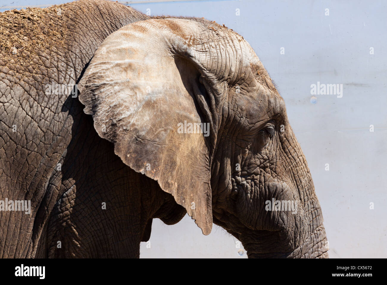 Große Elefanten im Zoo Stockfoto