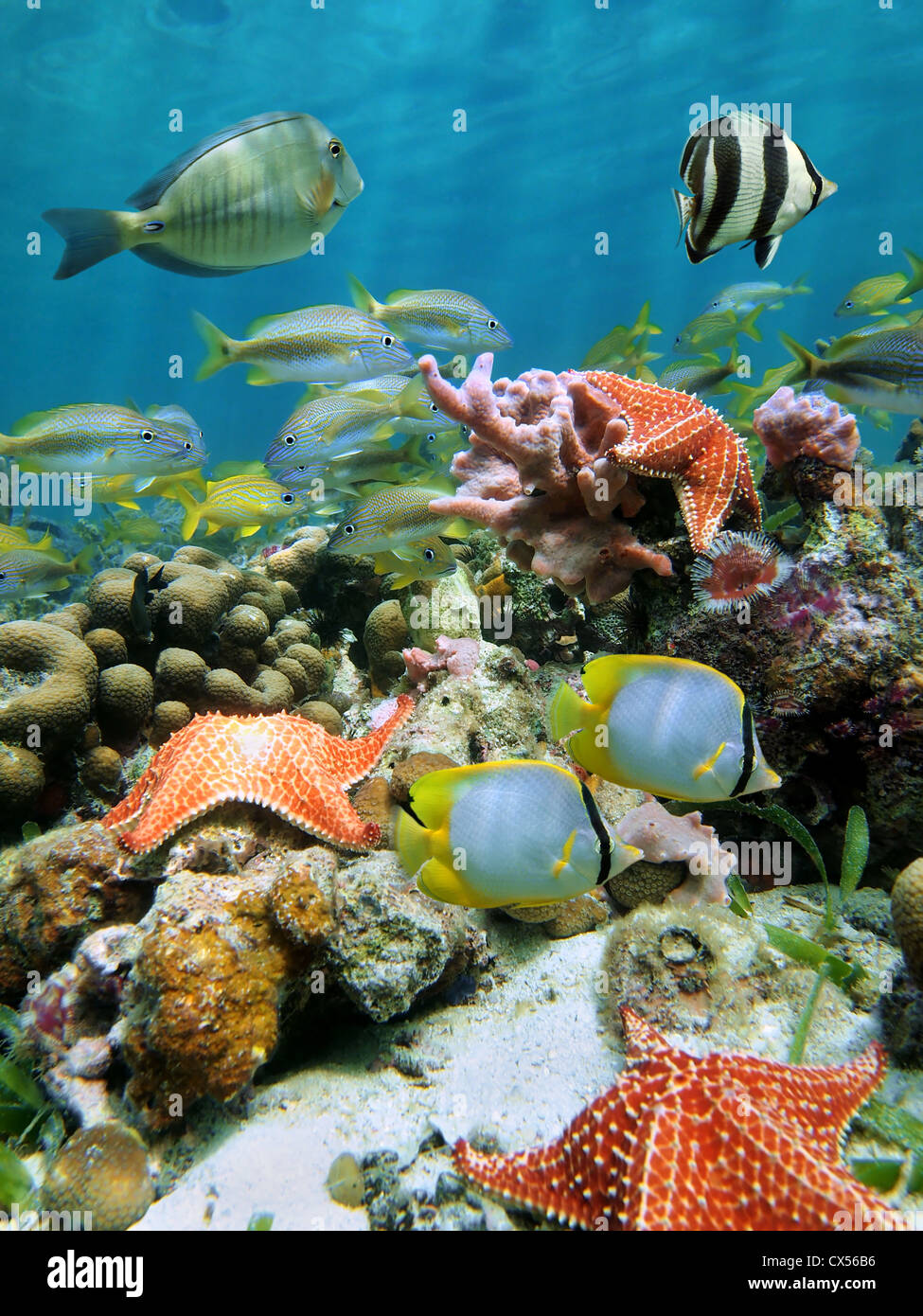 Bunte Unterwasserwelt Unterwasserwelt mit Seestern und tropischen Fischen an einem Korallenriff des karibischen Meeres Stockfoto