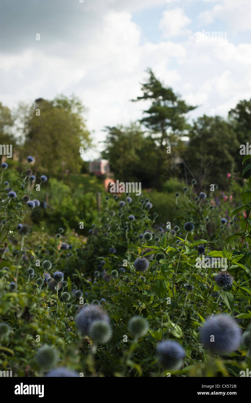 Echinops Ritro, Globus Distel, Painsiwck Rokoko Garten, Gloucestershire, England, Vereinigtes Königreich Stockfoto