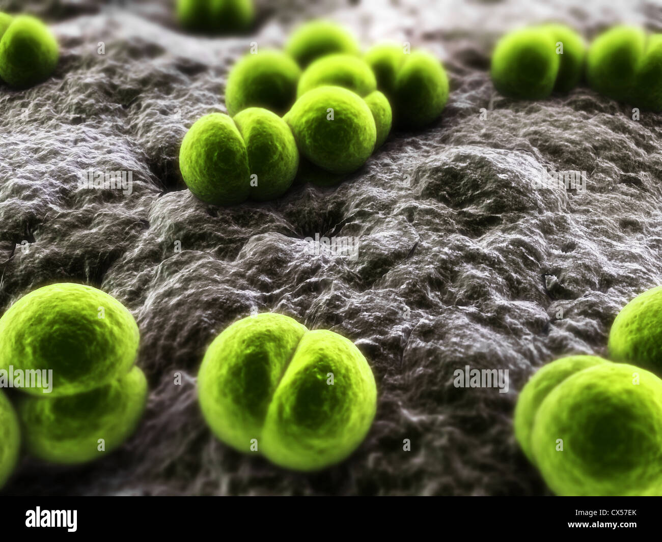 Meningococcus Bakterien Stockfoto