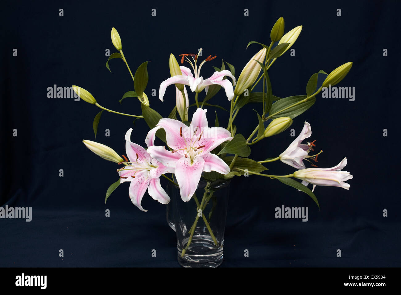 Orientalische Lilie Stilleben auf schwarzem Hintergrund. Stockfoto