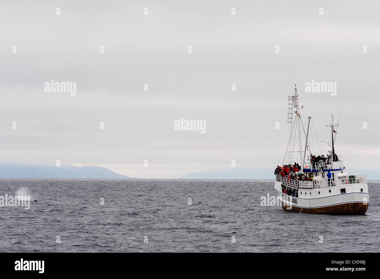 Norwegen, Vesteraalen. Walsafari von Stø auf den Vesterålen, im Bereich der Bleik Canyon außerhalb der Insel Andøya. Stockfoto