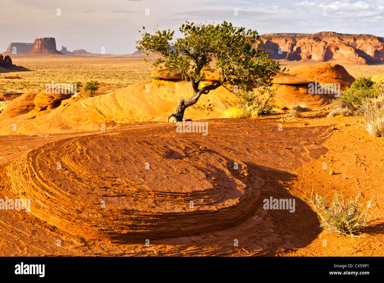 USA, Arizona, Monument Valley Navajo Tribal Park, Mystery Valley. Baum und kargen Landschaft. Stockfoto