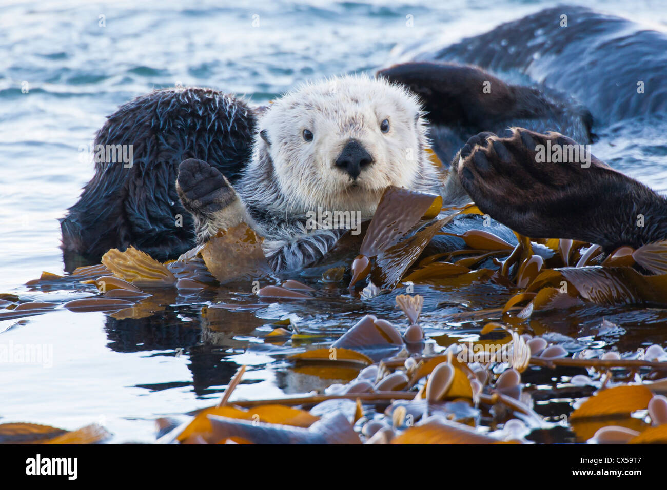 USA, Kalifornien, San Luis Obispo County. Sea Otter in Seetang gewickelt. Stockfoto