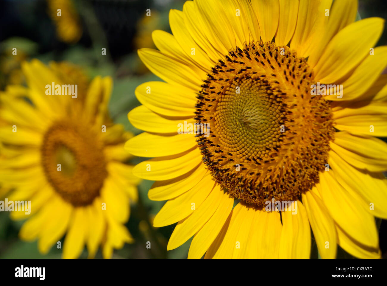Seite Winkel Ansicht von zwei angrenzenden Sonnenblume Sonnenblumen Garten in Kerala, Indien Stockfoto