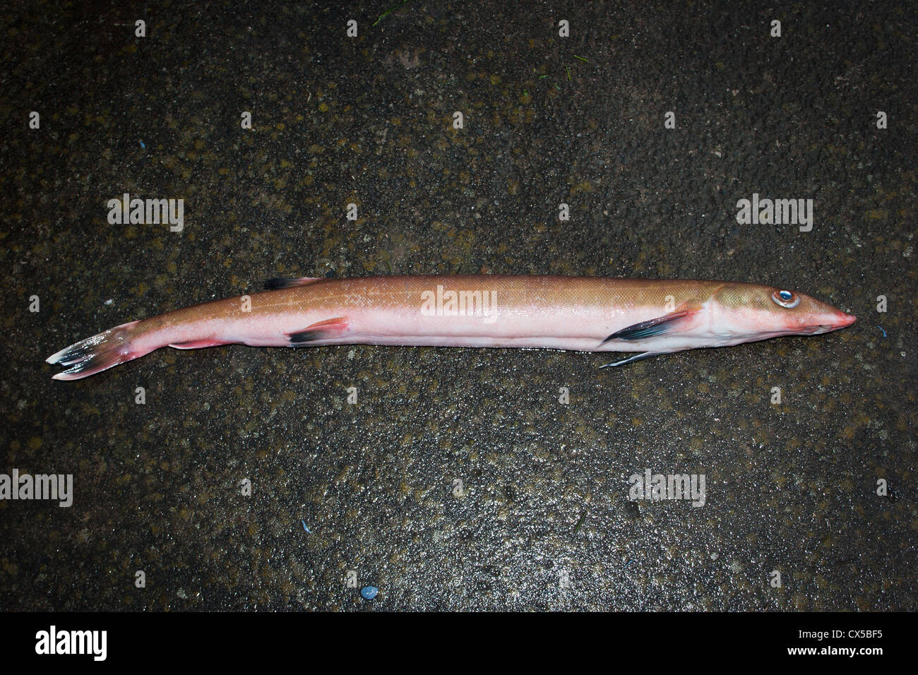 Kommerziell gefangen Seefisch: Sandfish (Gonorhynchus Gonorhynchus): Sandaal, Sandfish, Beaked Lachs Stockfoto