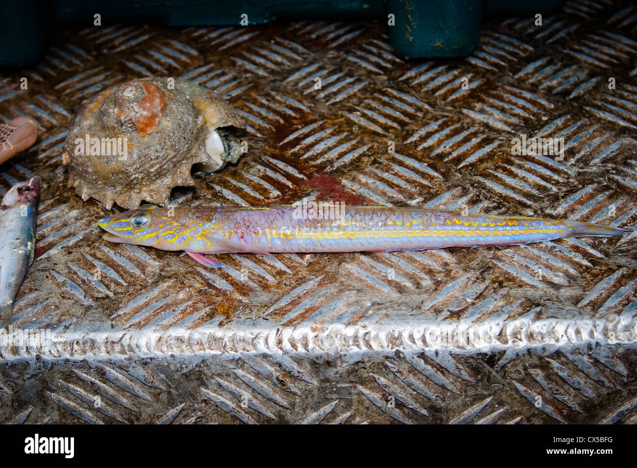 Kommerziell gefangen Seefisch: Opalfish (Hemerocoetes Monopterygius) Stockfoto