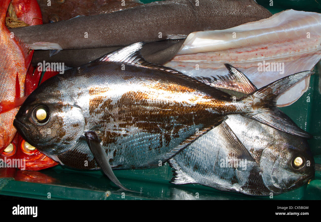 Kommerziell gefangen Seefisch: Rays Brassen (Brama Brama) Stockfoto